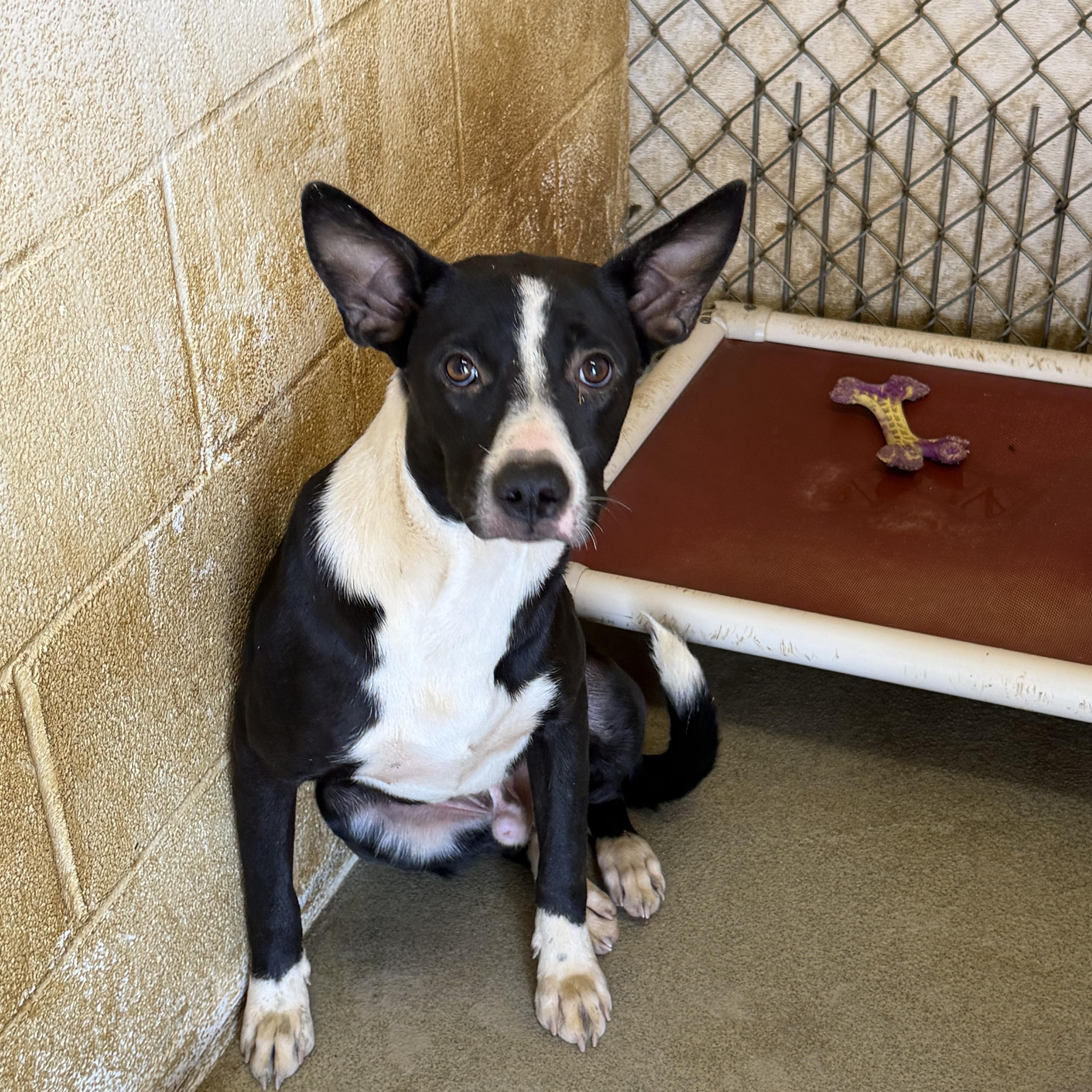 A young medium-sized male Terrier dog named Rowdy for adoption in Senatobia, MS