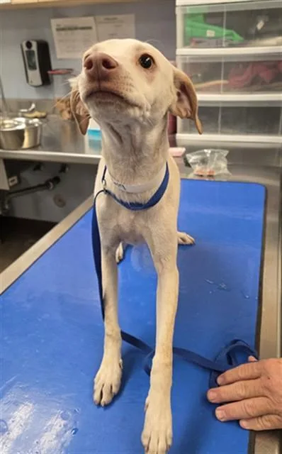 A young large-sized male Whippet dog named Elf for adoption in Phoenix, AZ