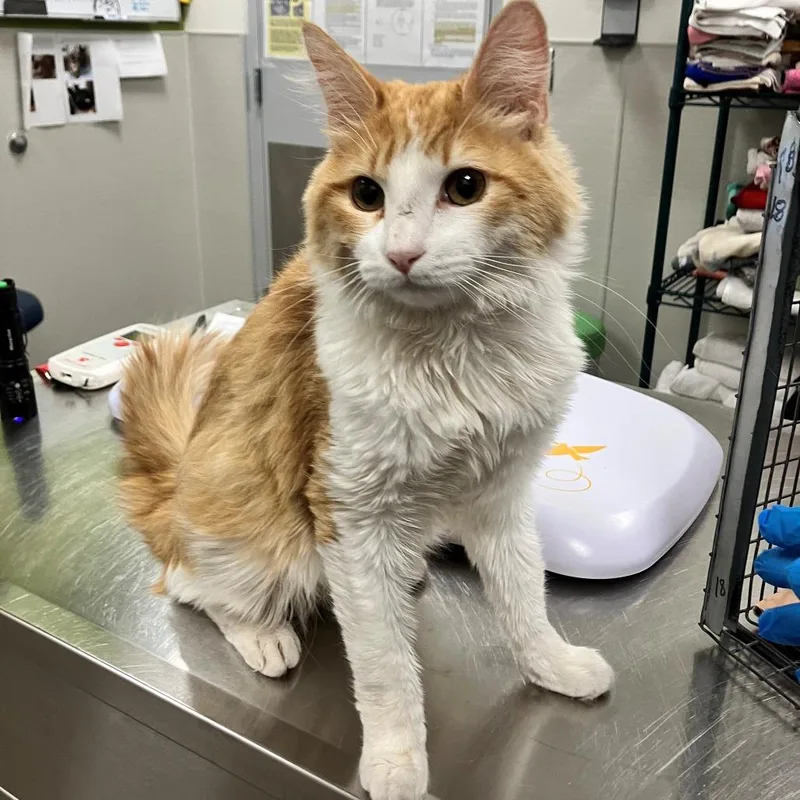 An adult medium-sized male Orange / Red Domestic Medium Hair cat named 107285 for adoption in Las Cruces, NM