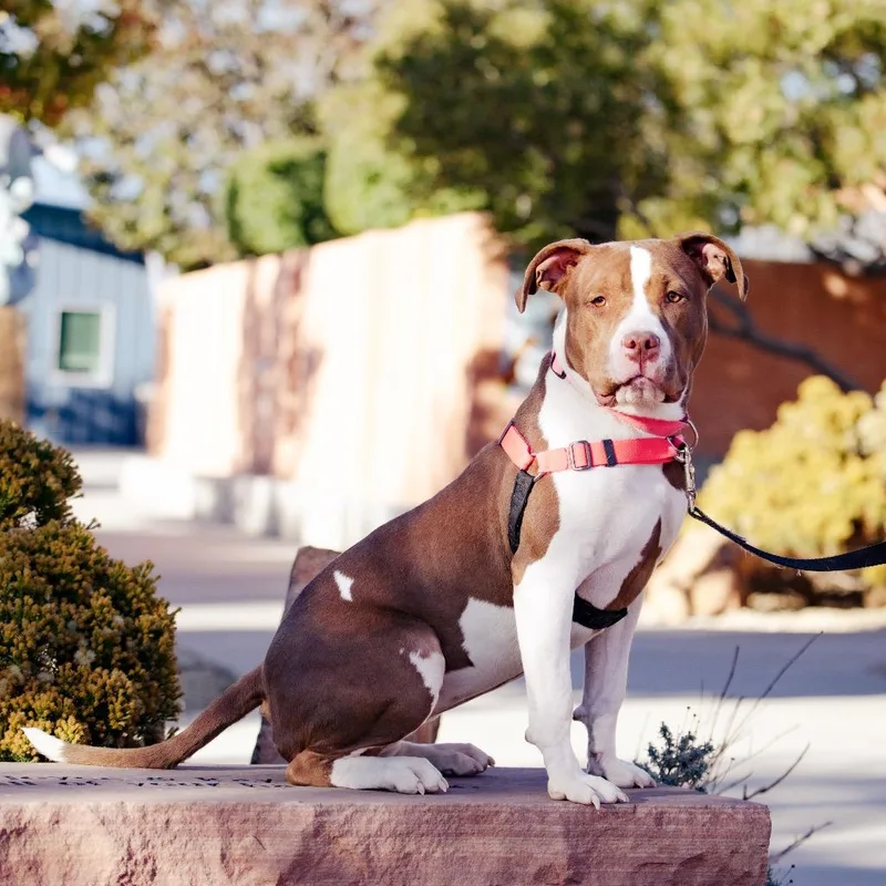 An adult large-sized female Brown / Chocolate Pit Bull Terrier dog named Boo for adoption in Albuquerque, NM
