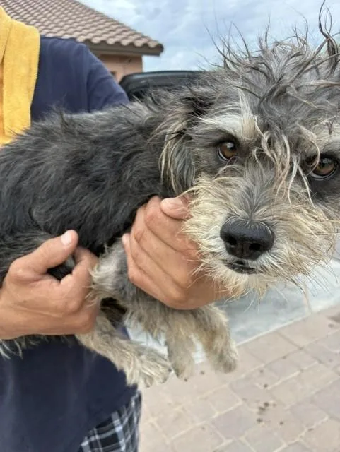 An adult small-sized male Schnauzer dog named England for adoption in Phoenix, AZ