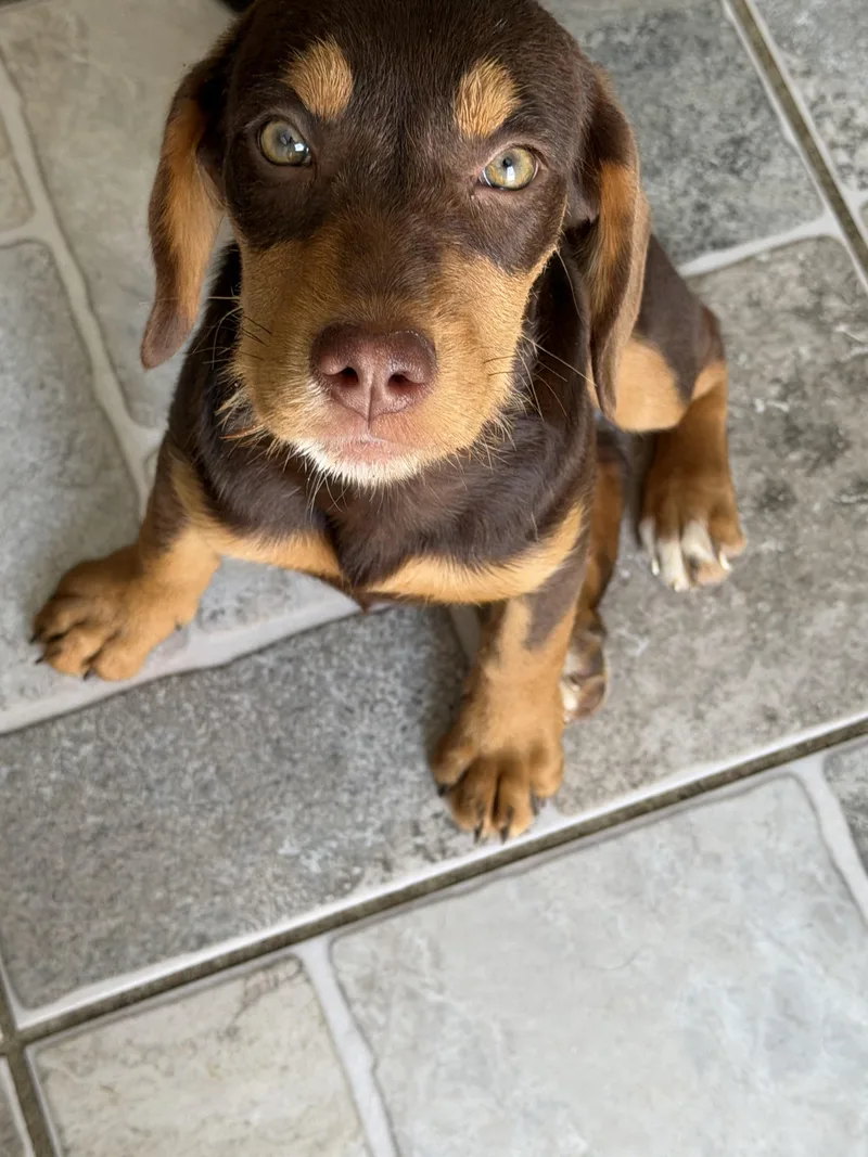 A baby medium-sized female Red / Chestnut / Orange Vizsla dog named Ember for adoption in Stuarts Draft, VA