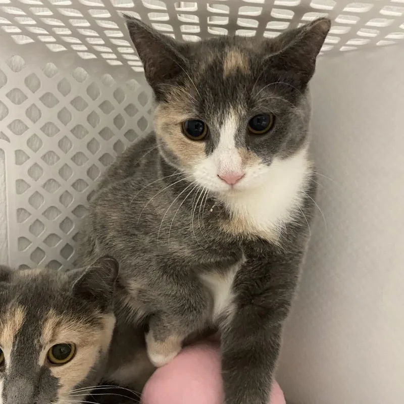 A baby small-sized female Calico Domestic Short Hair cat named Lily Pad for adoption in Binghamton, NY