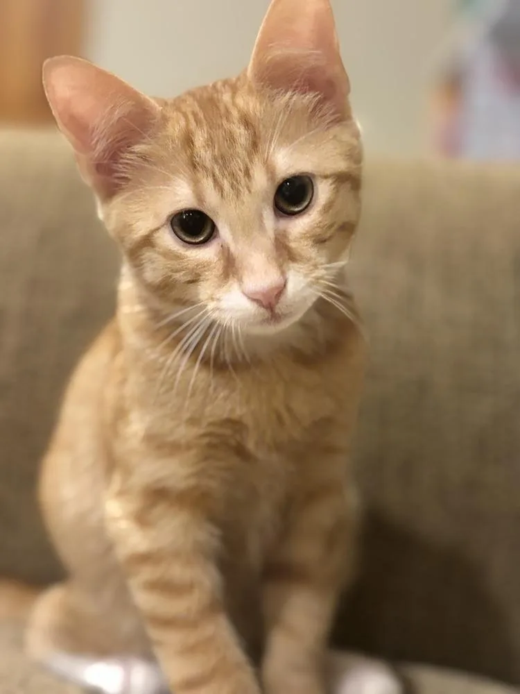 Tabasco