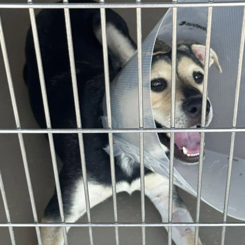 An adult medium-sized male Yellow / Tan / Blond / Fawn Labrador Retriever dog named Bubbles for adoption in Kingman, AZ