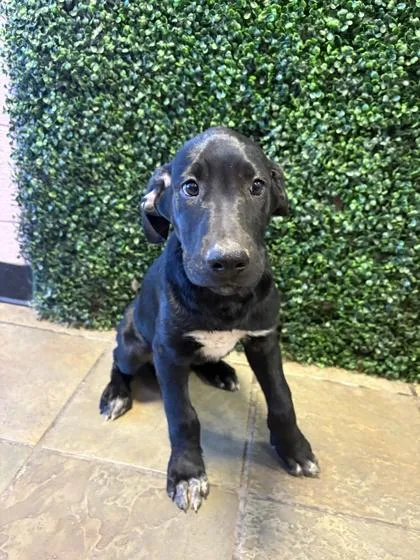 A baby medium-sized male Black Mixed Breed dog named 61569328 for adoption in El Paso, TX