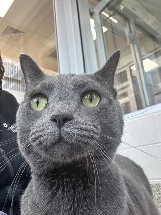 An adult large-sized male Domestic Short Hair cat named Mateo for adoption in Westland, MI
