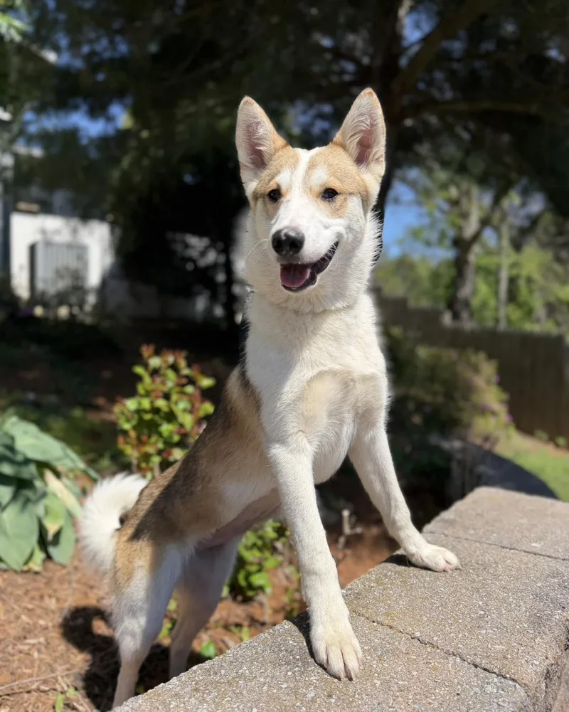A young large-sized female Tricolor (Brown, Black, & White) Husky dog named Whitney for adoption in Catlett, VA
