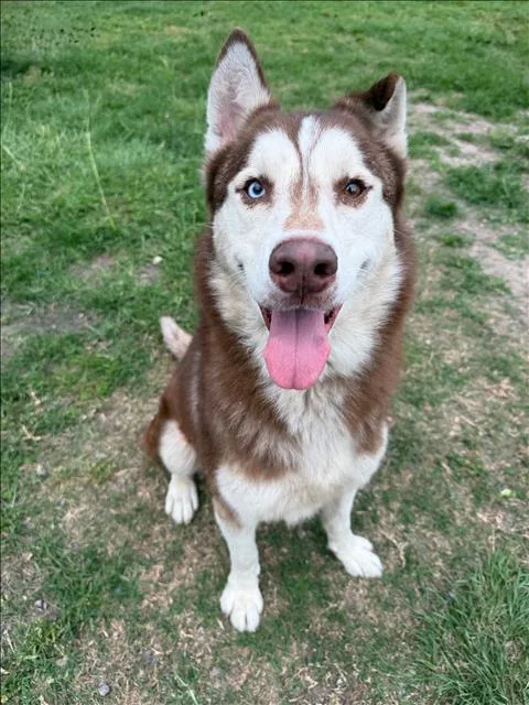 An adult medium-sized male Siberian Husky dog named A for adoption in Conroe, TX