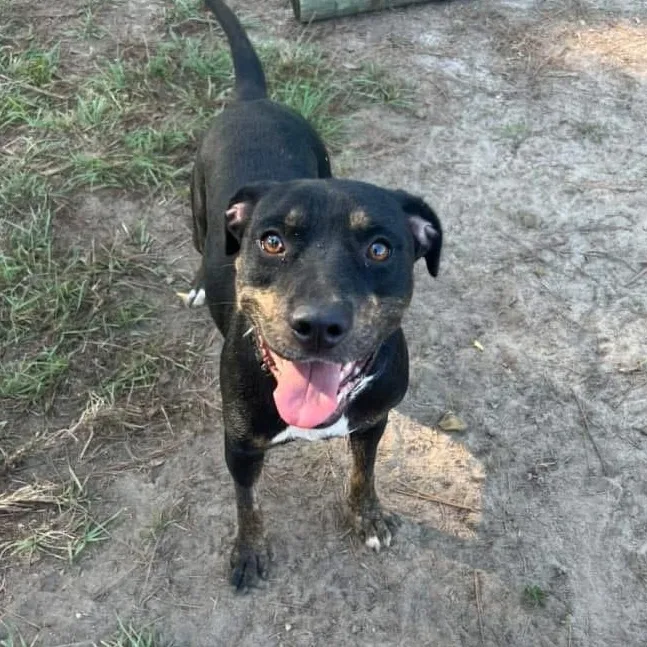 Mirabelle thumbnail 2