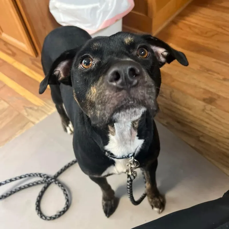 Mirabelle thumbnail 3