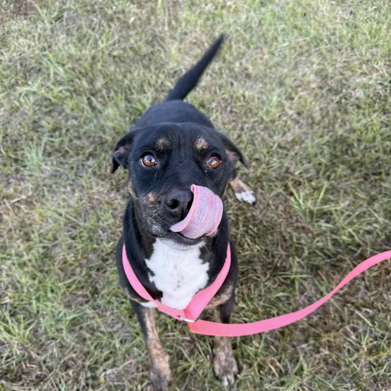 Mirabelle thumbnail 4