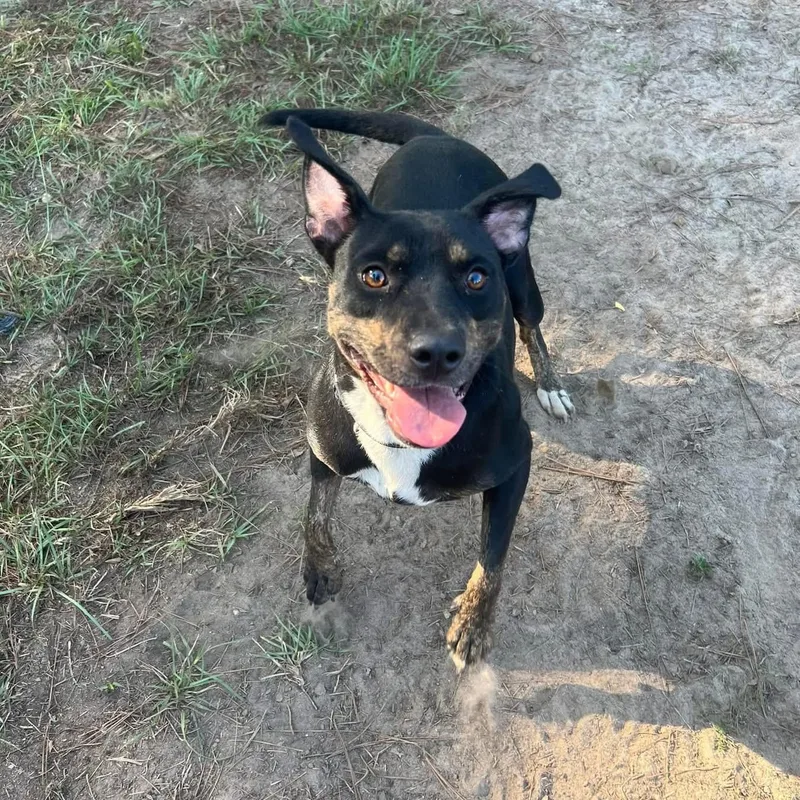 Mirabelle thumbnail 5