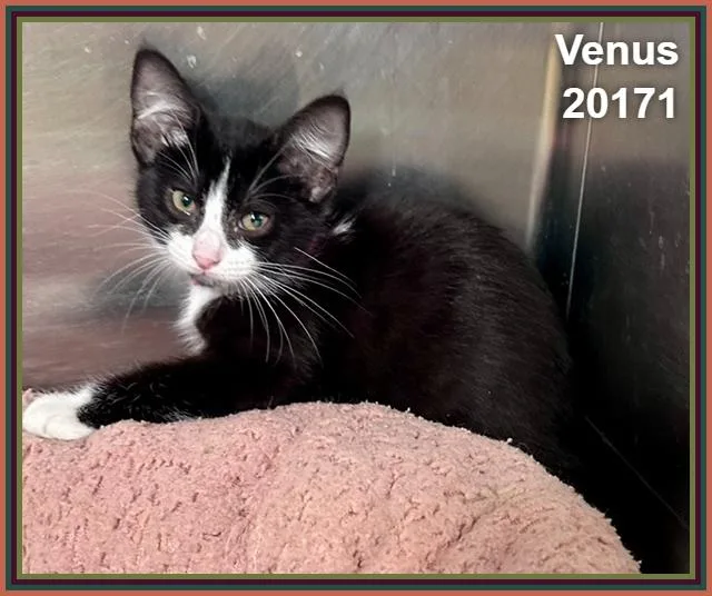 A baby medium-sized female Black & White / Tuxedo Domestic Short Hair cat named Venus for adoption in Marietta, GA