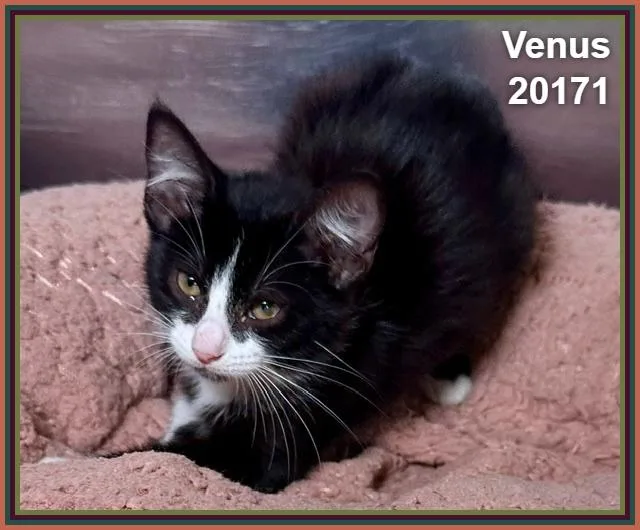 Venus thumbnail 2