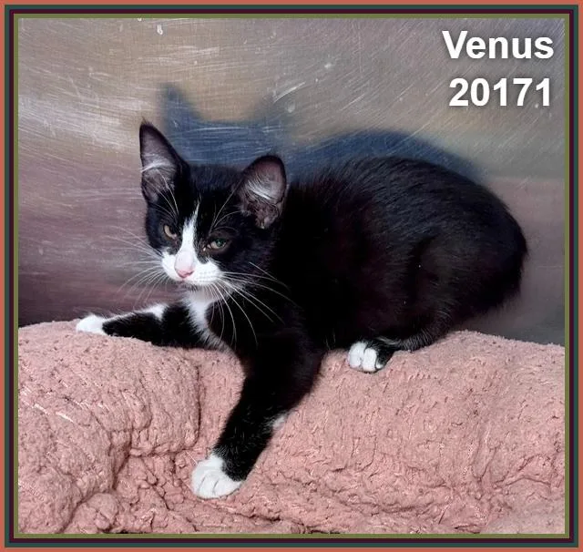 Venus thumbnail 3