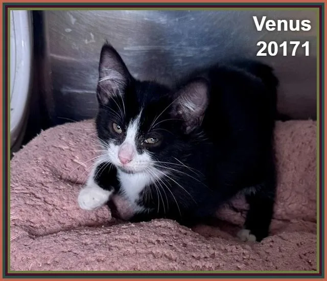 Venus thumbnail 4