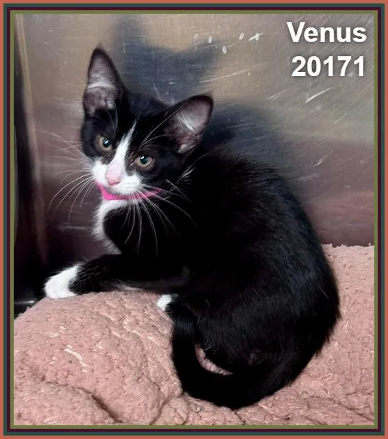 Venus thumbnail 5