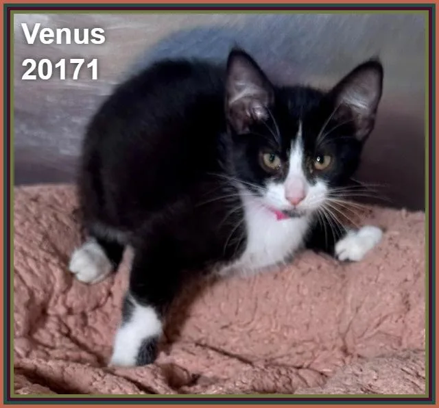 Venus thumbnail 6