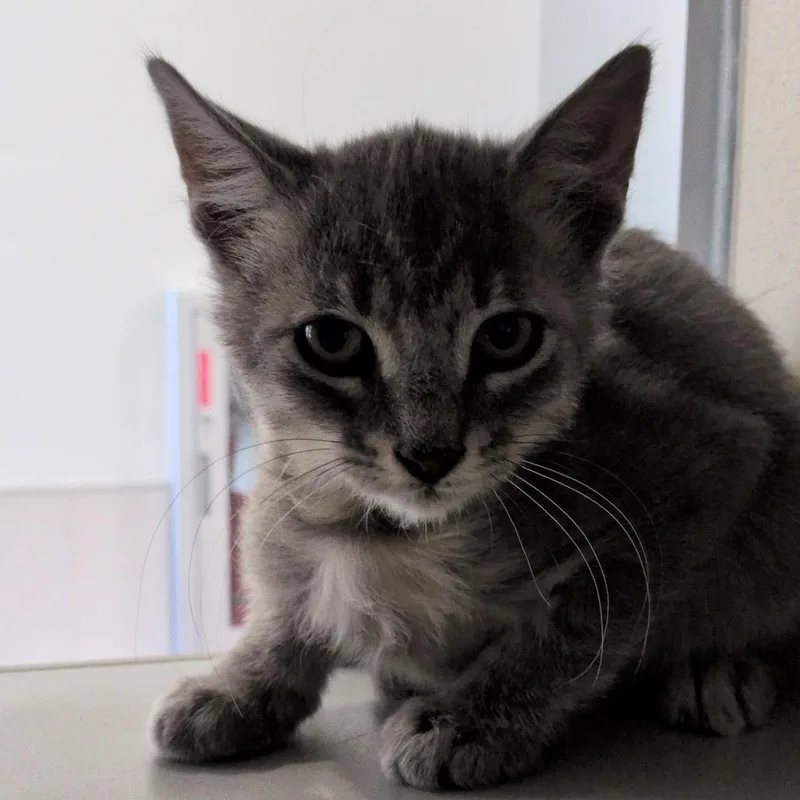 A baby small-sized female Gray / Blue / Silver Domestic Short Hair cat named Sea Lion for adoption in Reno, NV