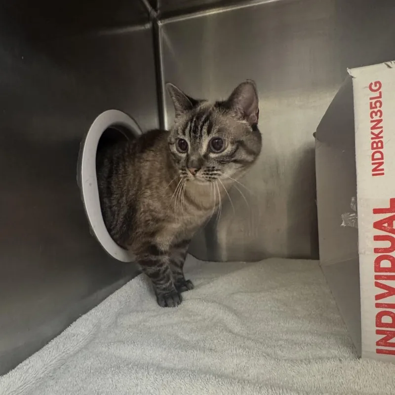 A senior medium-sized female Brown / Chocolate Domestic Short Hair cat named Layla for adoption in Murray, UT