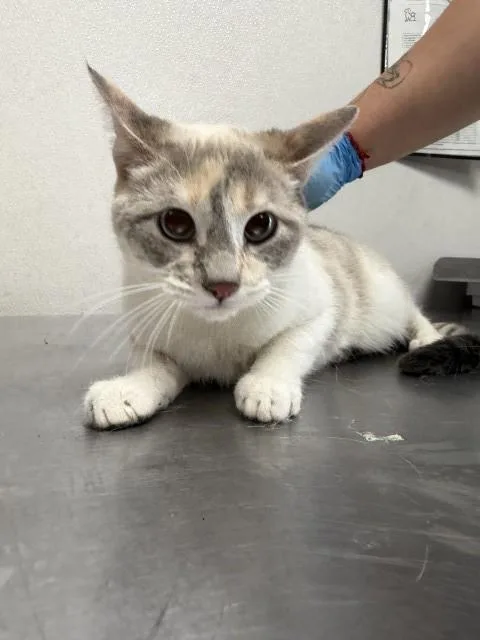 A young small-sized female Domestic Short Hair cat named Elaina for adoption in San Bernardino, CA