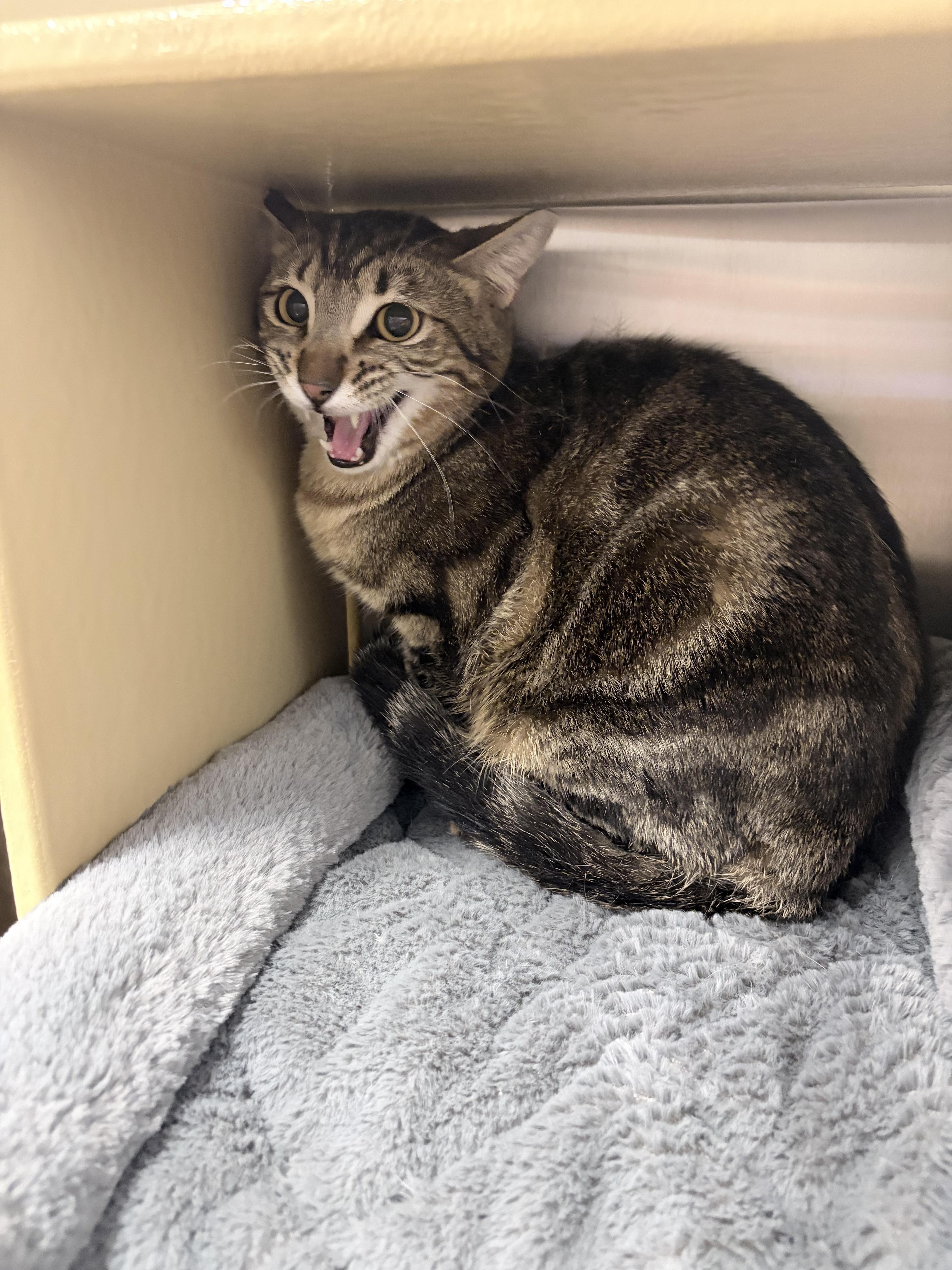 A young medium-sized male Domestic Short Hair cat named Lighthouse for adoption in Chandler, AZ
