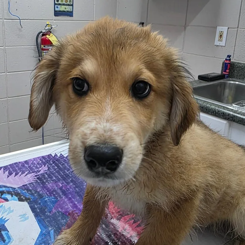 A baby small-sized male Yellow / Tan / Blond / Fawn Mixed Breed dog named Dayton for adoption in Huntsville, AL