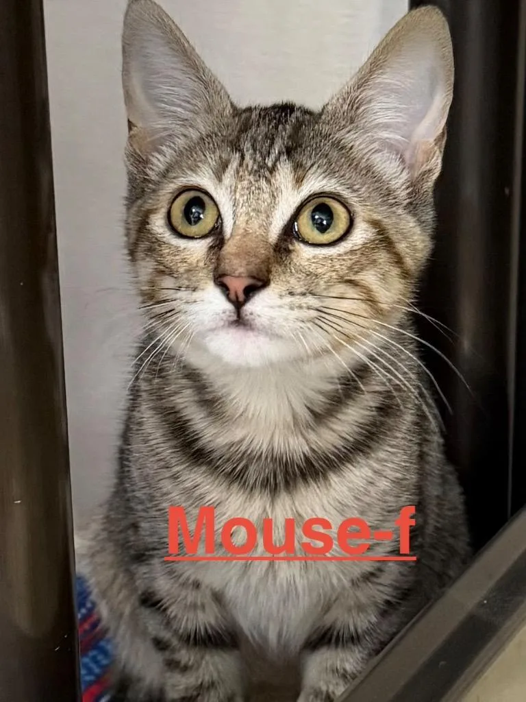 Mouse