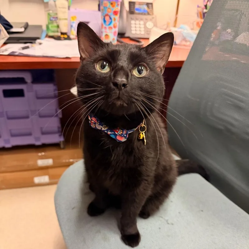 An adult large-sized female Black Domestic Short Hair cat named Jupiter for adoption in Chicago, IL
