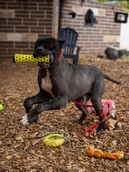 An adult large-sized male Mixed Breed dog named Rakestraw for adoption in Chamblee, GA