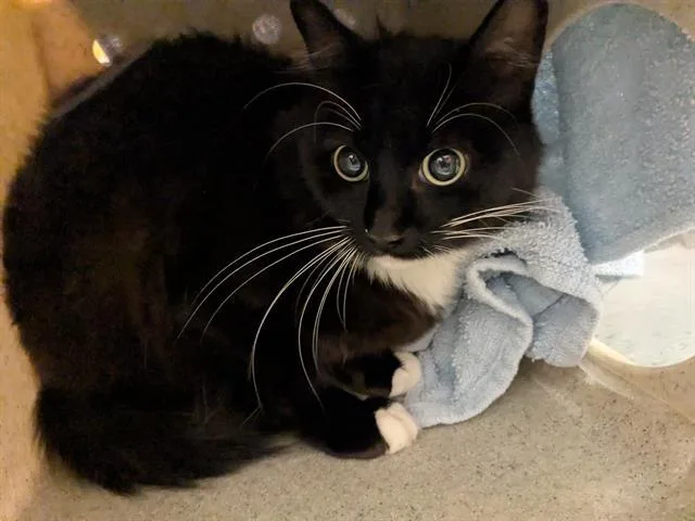 A young medium-sized female Domestic Short Hair cat named June for adoption in Kent, WA