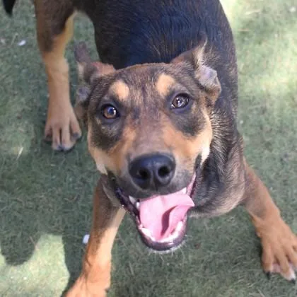 A young medium-sized male Black Australian Kelpie dog named Crush for adoption in Flagstaff, AZ
