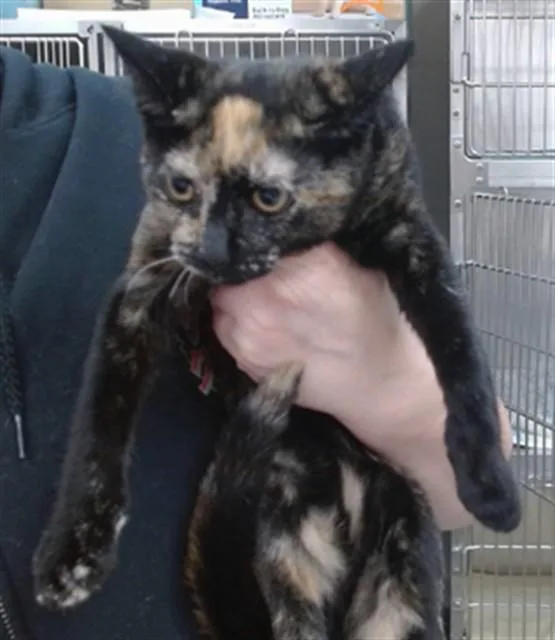 A baby medium-sized female Domestic Short Hair cat named Suki for adoption in Salinas, CA