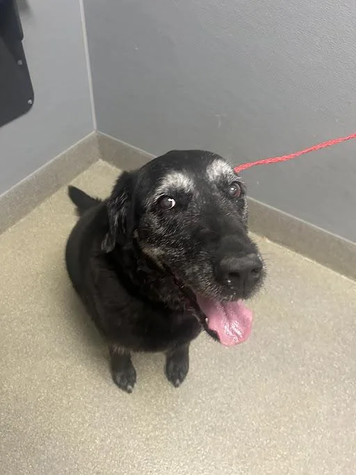 A senior large-sized female Labrador Retriever dog named Bella for adoption in Las Vegas, NV