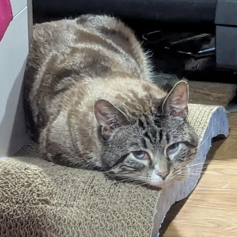 Hugo Boss thumbnail 2