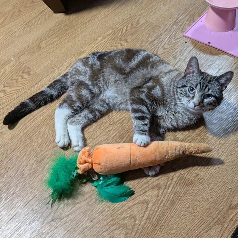 Hugo Boss thumbnail 3