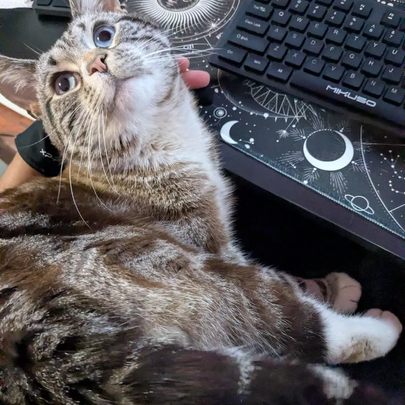 Hugo Boss thumbnail 4