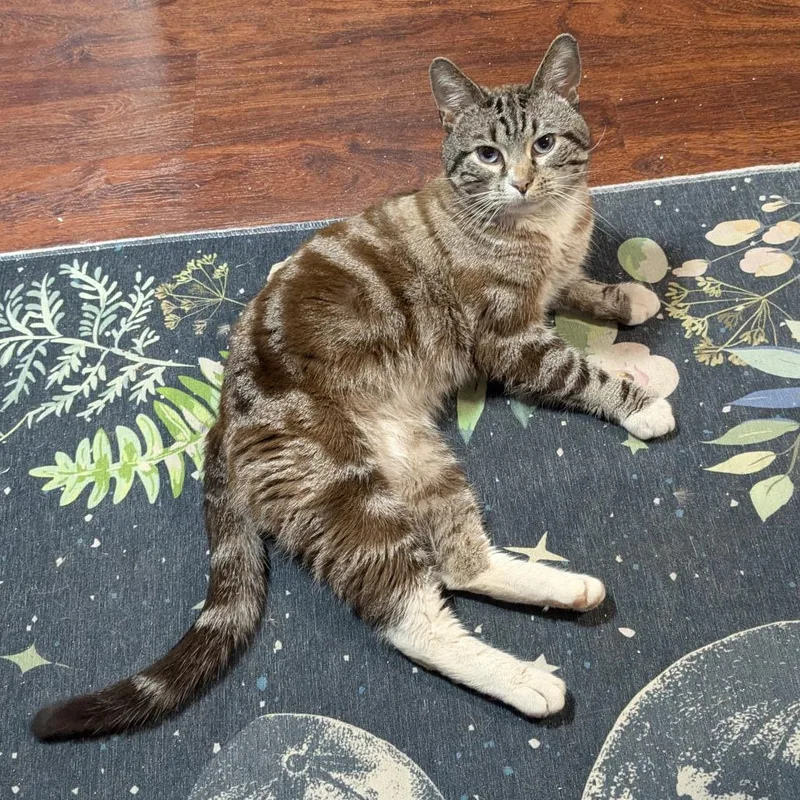 Hugo Boss thumbnail 6