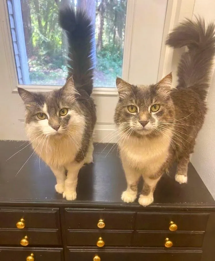 An adult large-sized male Domestic Long Hair cat named Finnegan for adoption in Vashon, WA