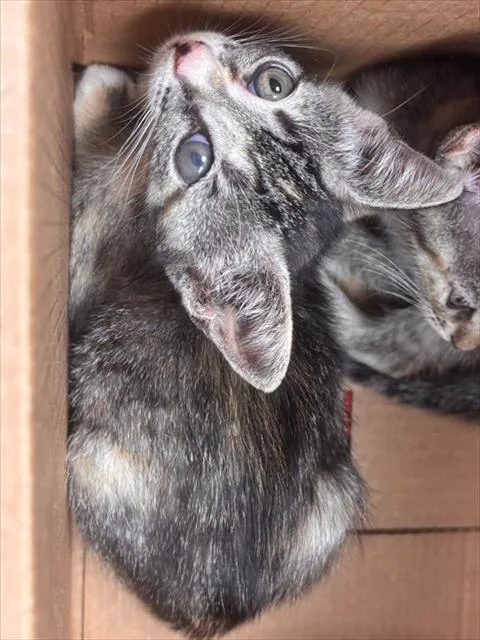 A baby small-sized female Domestic Short Hair cat named Gabby for adoption in Fort Lauderdale, FL