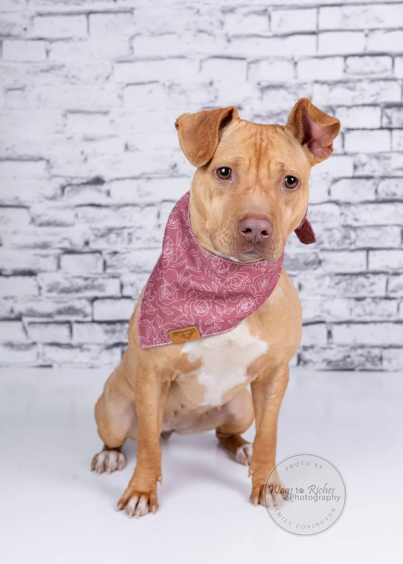 An adult medium-sized female Terrier dog named Boo Pup for adoption in Tuscaloosa, AL