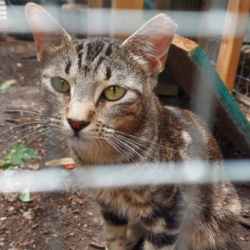 An adult medium-sized male Brown / Chocolate Domestic Short Hair cat named Sprocket for adoption in SAN ANTONIO, TX