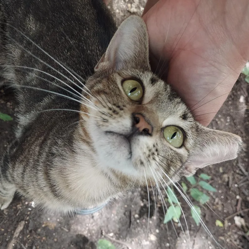Sprocket thumbnail 2