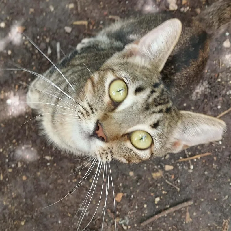 Sprocket thumbnail 3