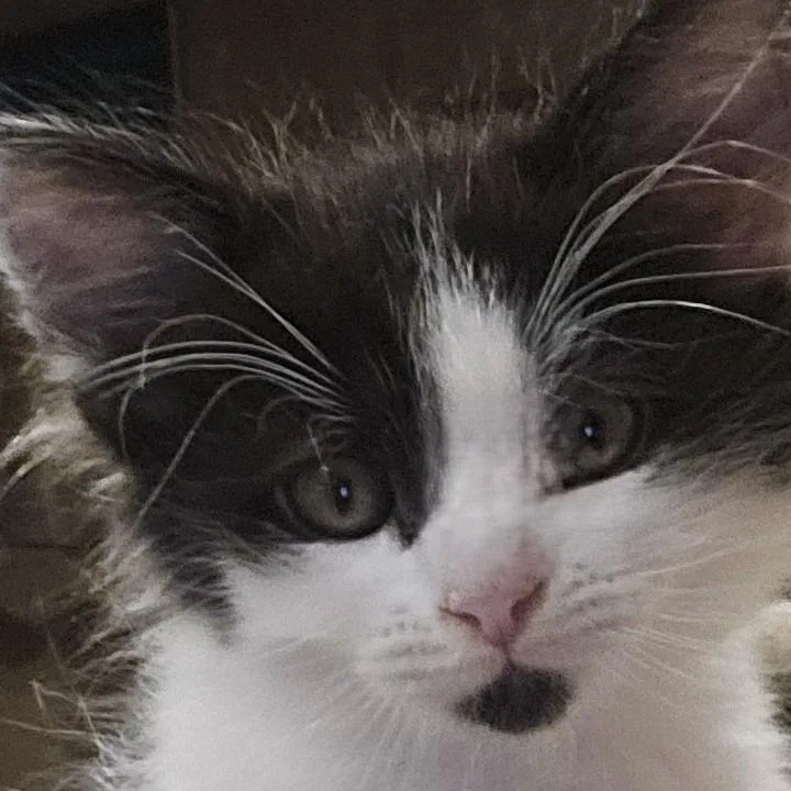 A baby small-sized female Black Domestic Short Hair cat named Renegade for adoption in Los Angeles, CA