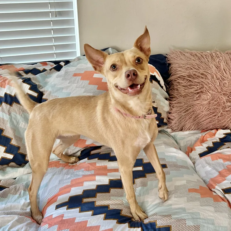 An adult medium-sized female Yellow / Tan / Blond / Fawn Basenji dog named Lizotte Slt   for adoption in Missouri City, TX