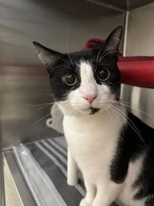 A young large-sized male Domestic Short Hair cat named Gurt for adoption in Cincinnati, OH