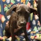A baby medium-sized female Labrador Retriever dog named Candy for adoption in Tampa, FL