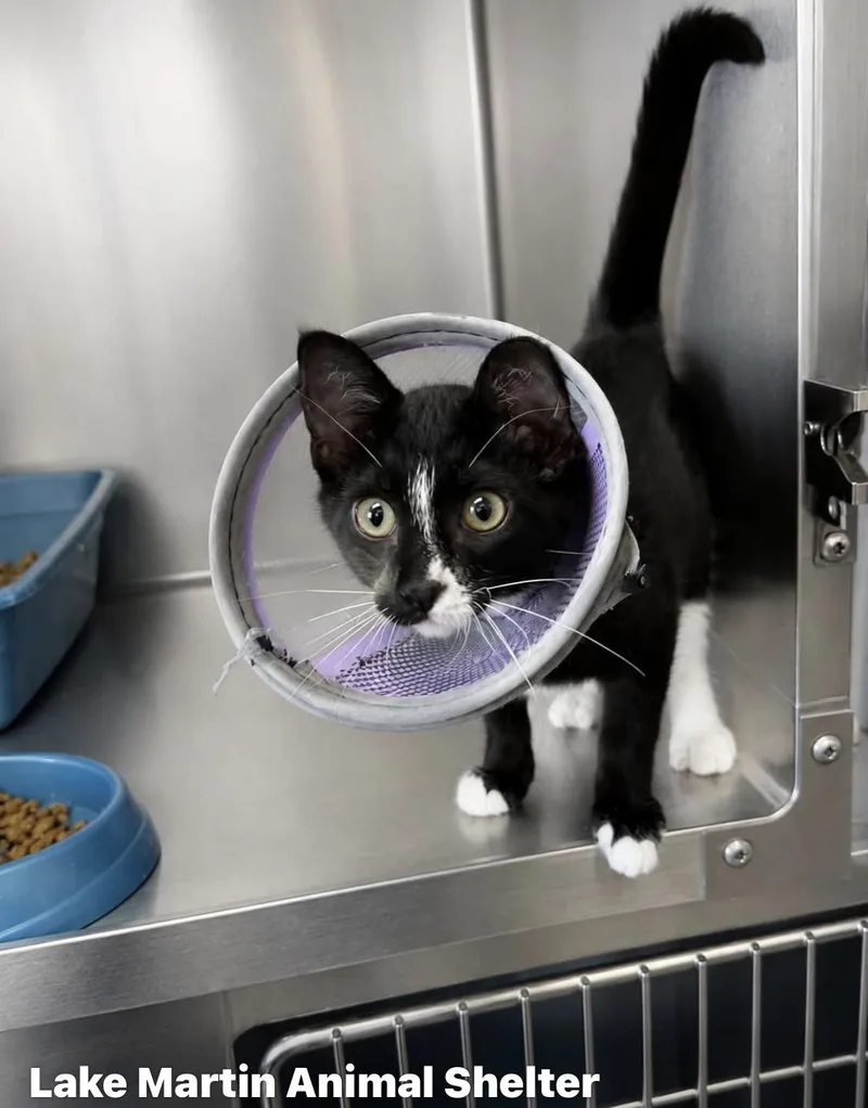 A baby large-sized male Black & White / Tuxedo Domestic Short Hair cat named Doug for adoption in Alexander City, AL
